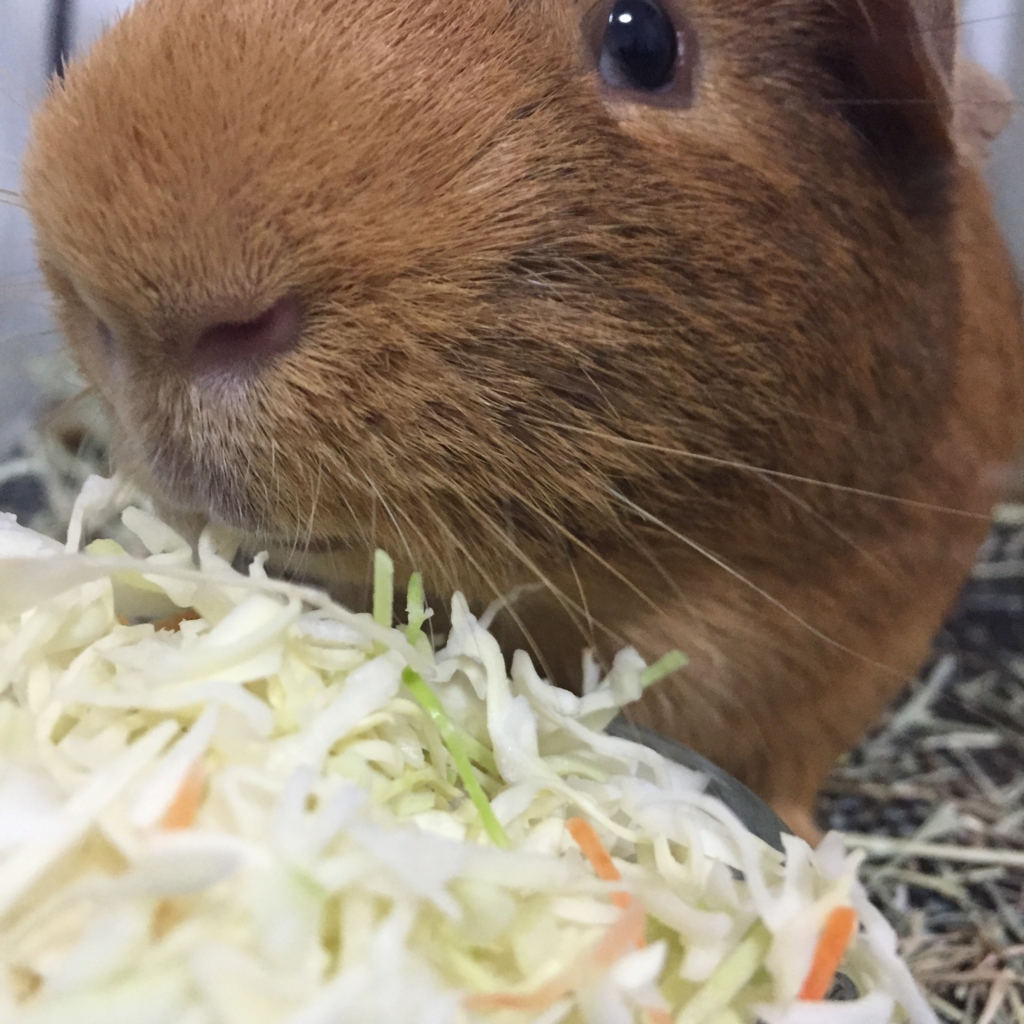 f:id:akuringo:20160124233329j:plain