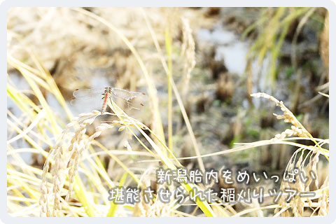 f:id:akuyan:20111017235452j:image