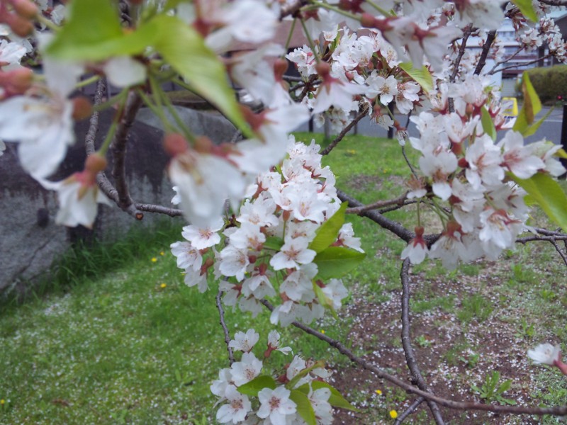 f:id:al-es:20110507113304j:image