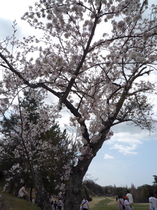 f:id:aladin_a4:20100410121236j:image:h200:w150:left