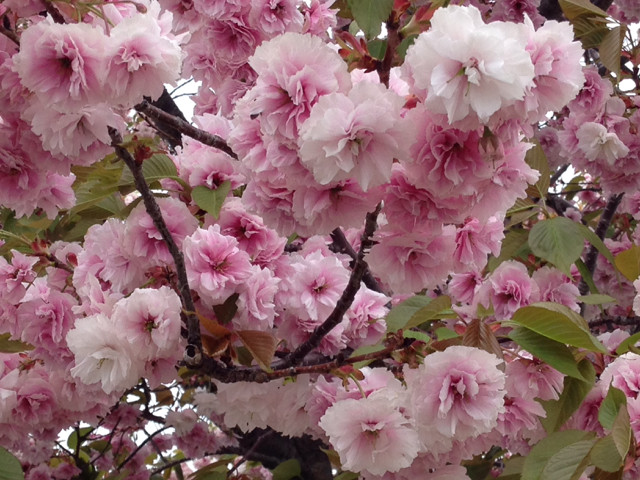 f:id:aladin_a4:20140420143101j:image:w320