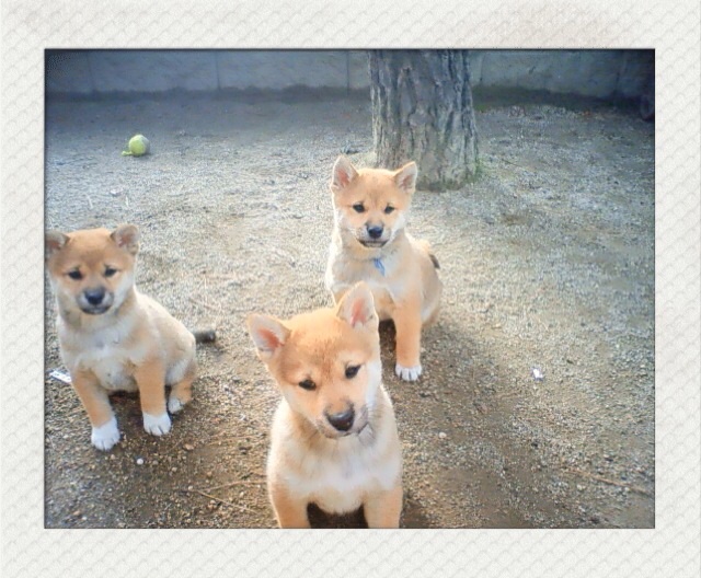 f:id:alcoxxxx:20140401092210j:plain f:id:alcoxxxx:20140401092210j:plain