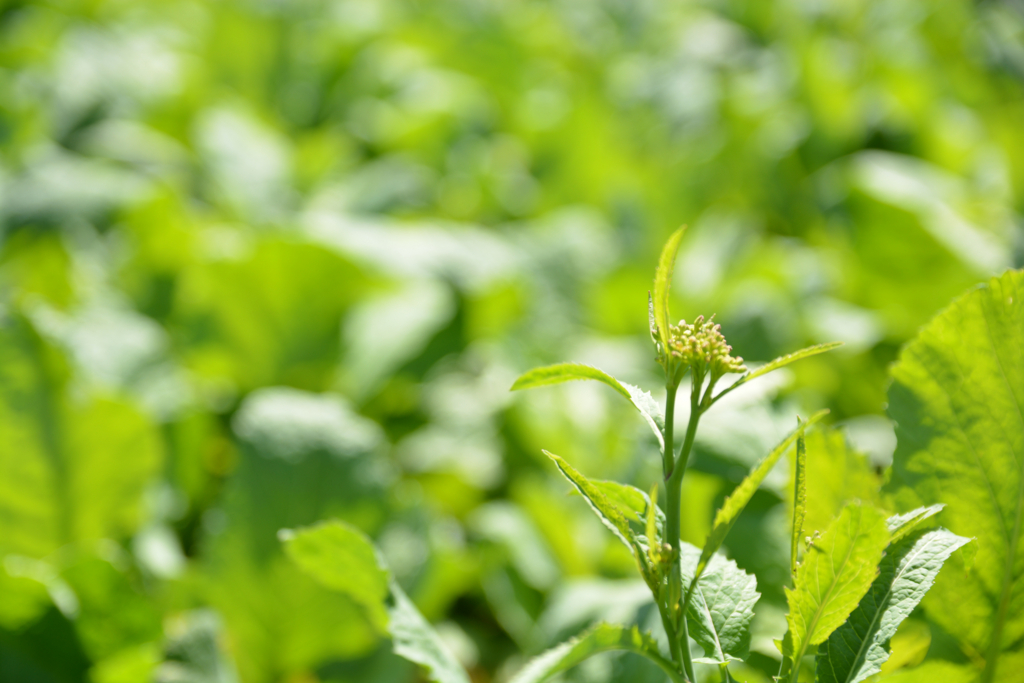 f:id:altair34:20160323200643j:plain