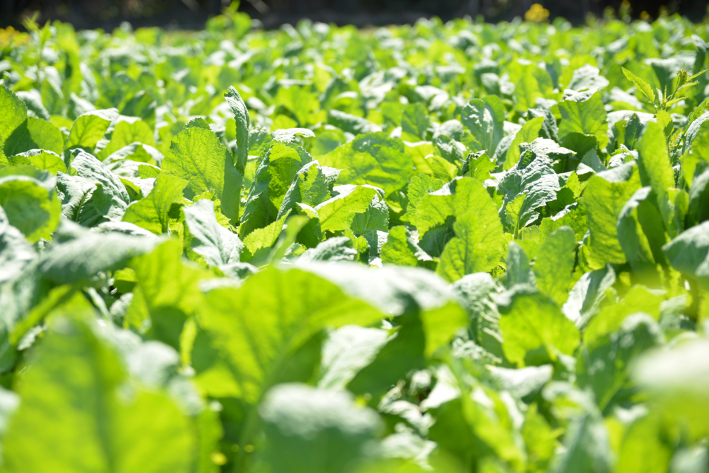 f:id:altair34:20160323200758j:plain