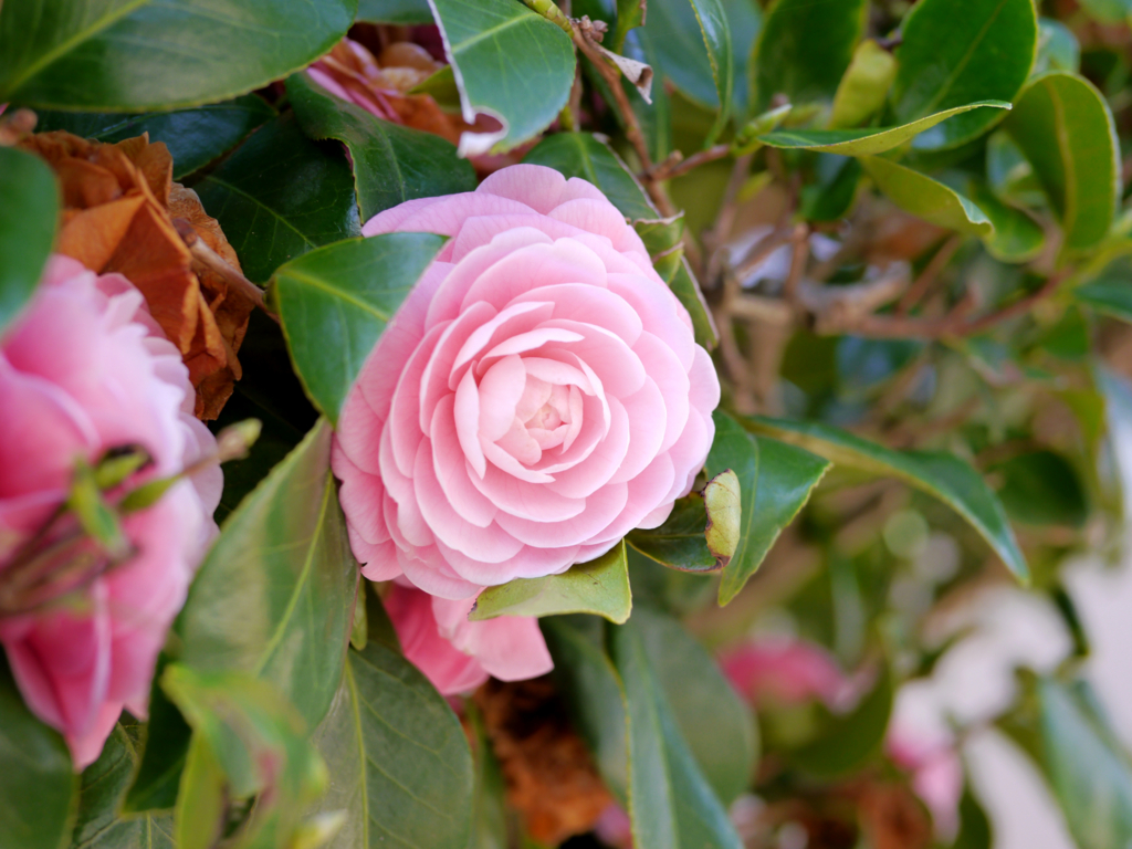 f:id:altair34:20160325190344j:plain f:id:altair34:20160325190344j:plain