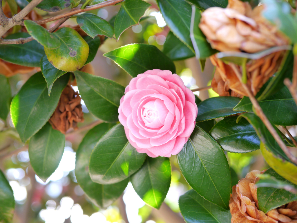 f:id:altair34:20160325190440j:plain f:id:altair34:20160325190440j:plain