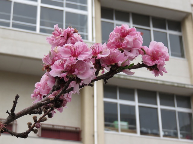 f:id:alternativedestiny:20150409085949j:plain f:id:alternativedestiny:20150409085949j:plain