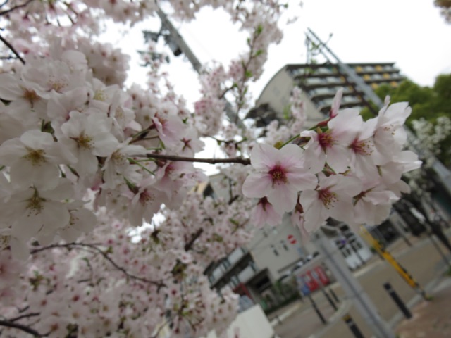 f:id:alternativedestiny:20150409090019j:plain f:id:alternativedestiny:20150409090019j:plain