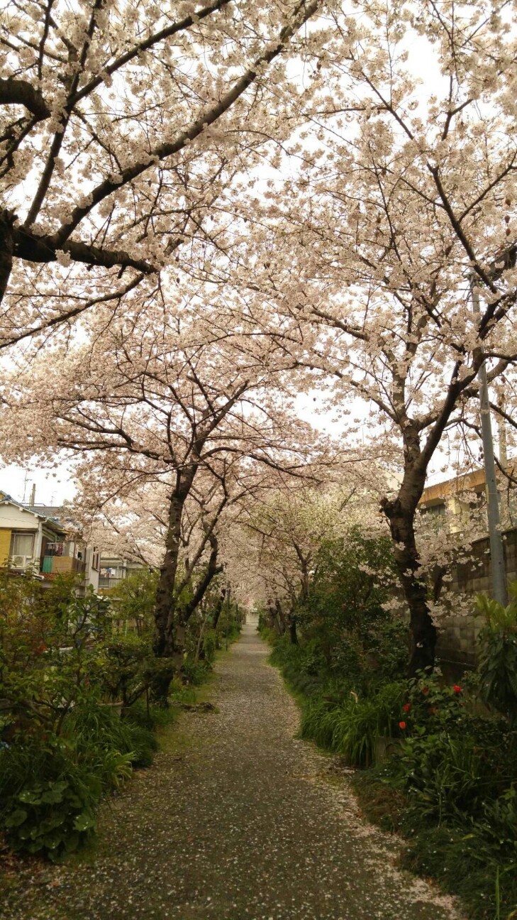f:id:alternativedestiny:20160614083524j:image f:id:alternativedestiny:20160614083524j:image