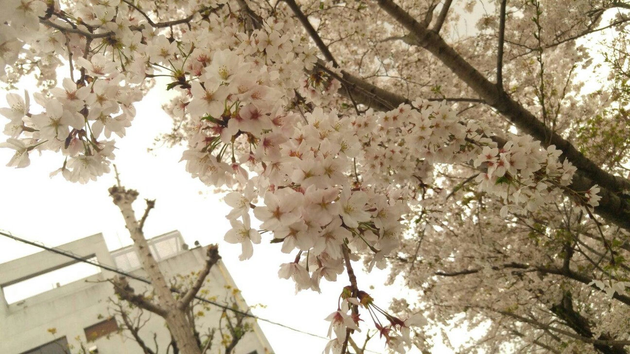 f:id:alternativedestiny:20160614083537j:image f:id:alternativedestiny:20160614083537j:image