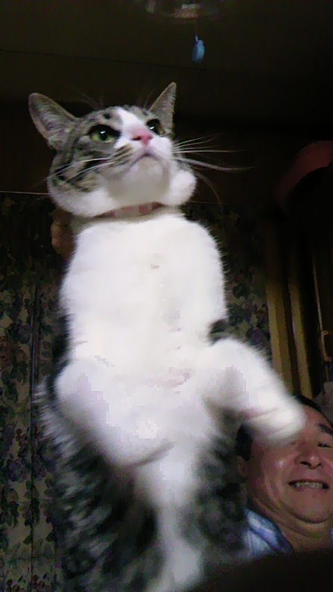 f:id:amamoto23:20160515074823j:plain