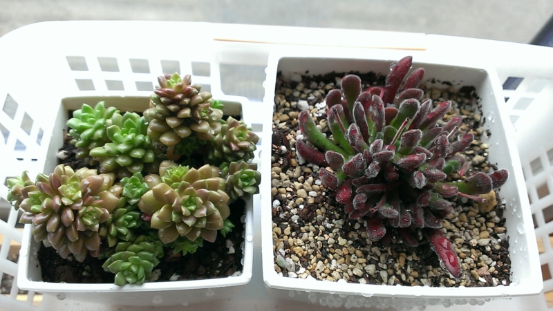 f:id:amaterasu1260:20130601153307j:plain f:id:amaterasu1260:20130601153307j:plain