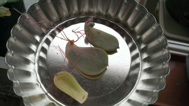 f:id:amaterasu1260:20130724103800j:plain f:id:amaterasu1260:20130724103800j:plain