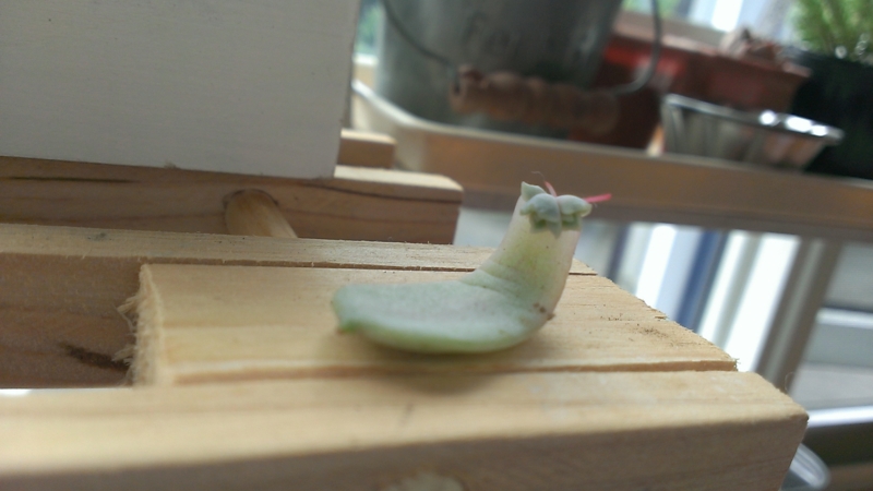 f:id:amaterasu1260:20130724104215j:plain f:id:amaterasu1260:20130724104215j:plain