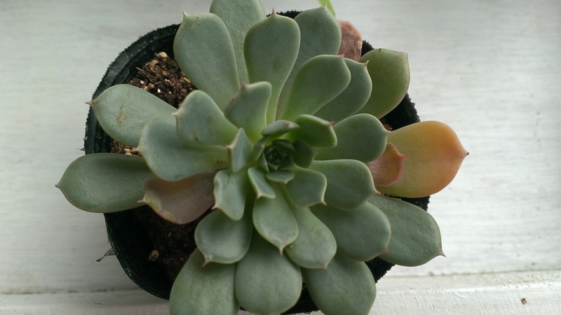 f:id:amaterasu1260:20130724135520j:plain f:id:amaterasu1260:20130724135520j:plain