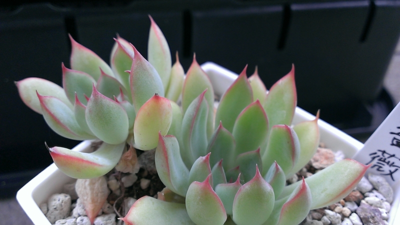 f:id:amaterasu1260:20130724135814j:plain f:id:amaterasu1260:20130724135814j:plain