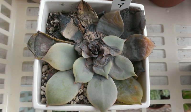 f:id:amaterasu1260:20130724140949j:plain f:id:amaterasu1260:20130724140949j:plain