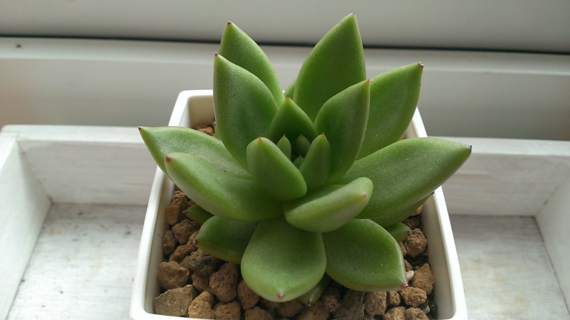 f:id:amaterasu1260:20130821145820j:plain f:id:amaterasu1260:20130821145820j:plain