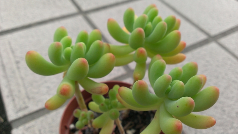 f:id:amaterasu1260:20130830170028j:plain