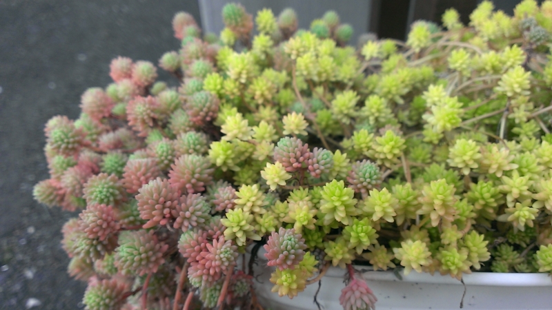 f:id:amaterasu1260:20130830170905j:plain