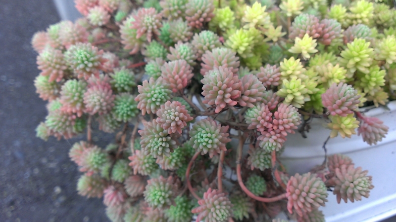 f:id:amaterasu1260:20130830170913j:plain