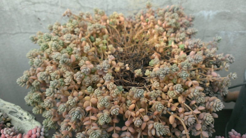 f:id:amaterasu1260:20130830171453j:plain