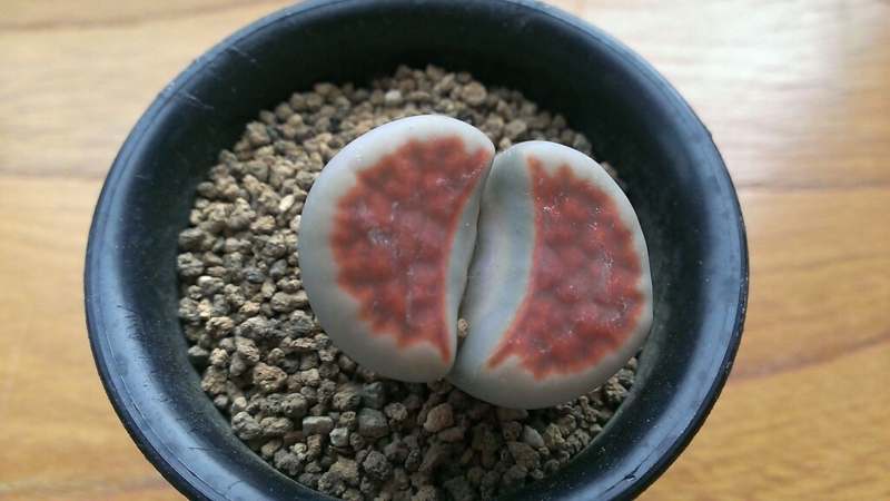 f:id:amaterasu1260:20130930171420j:plain f:id:amaterasu1260:20130930171420j:plain