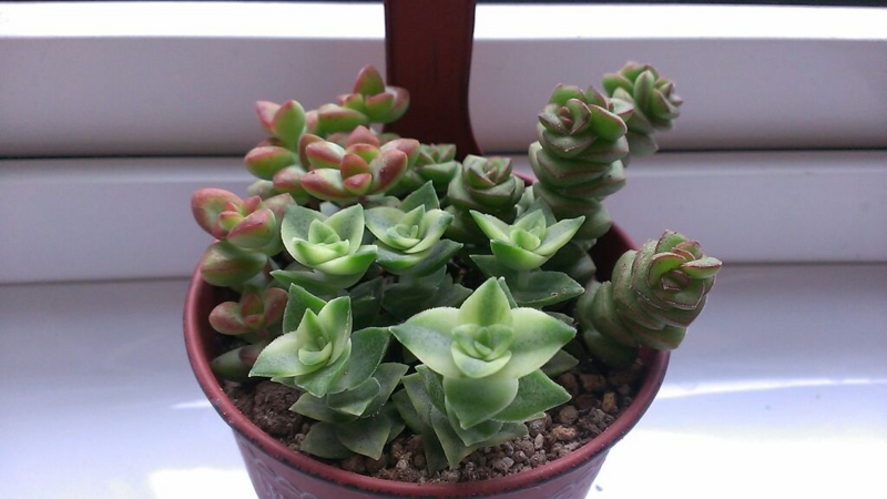 f:id:amaterasu1260:20131023163449j:plain f:id:amaterasu1260:20131023163449j:plain