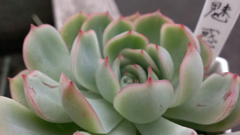 f:id:amaterasu1260:20131023163852j:plain f:id:amaterasu1260:20131023163852j:plain