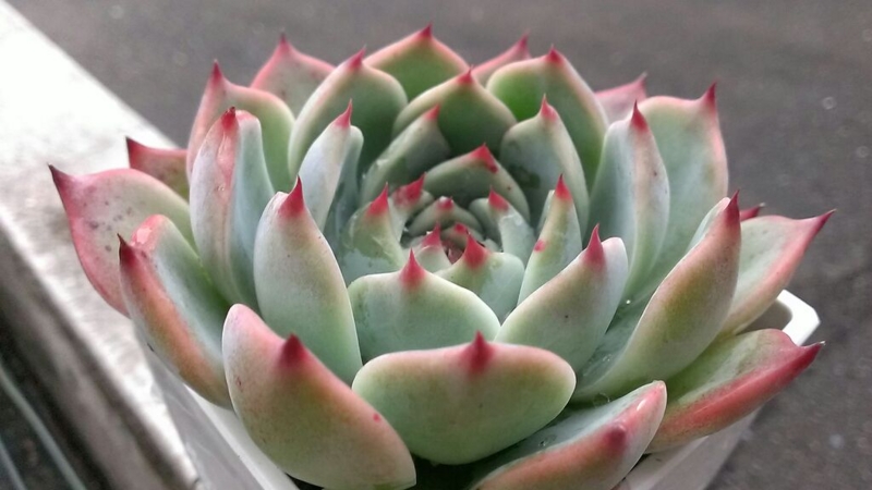 f:id:amaterasu1260:20131023172512j:plain f:id:amaterasu1260:20131023172512j:plain