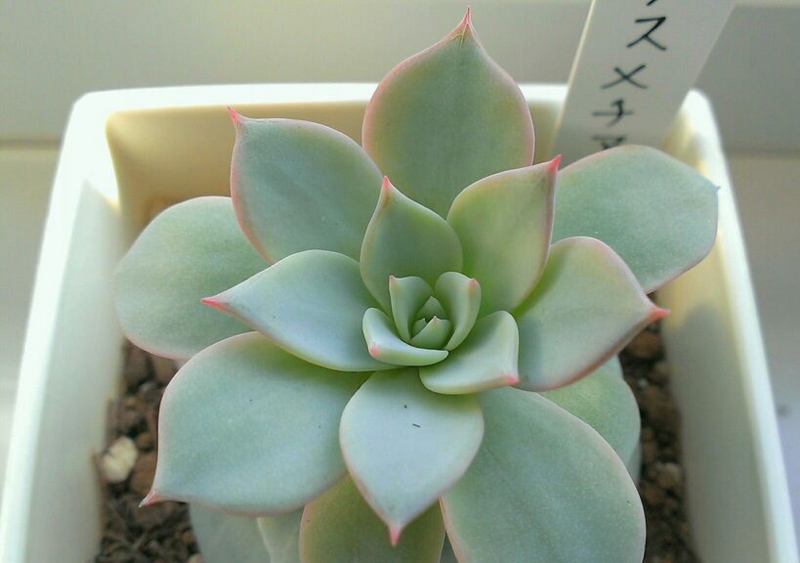 f:id:amaterasu1260:20131101170626j:plain f:id:amaterasu1260:20131101170626j:plain