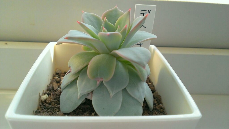 f:id:amaterasu1260:20131101170742j:plain f:id:amaterasu1260:20131101170742j:plain