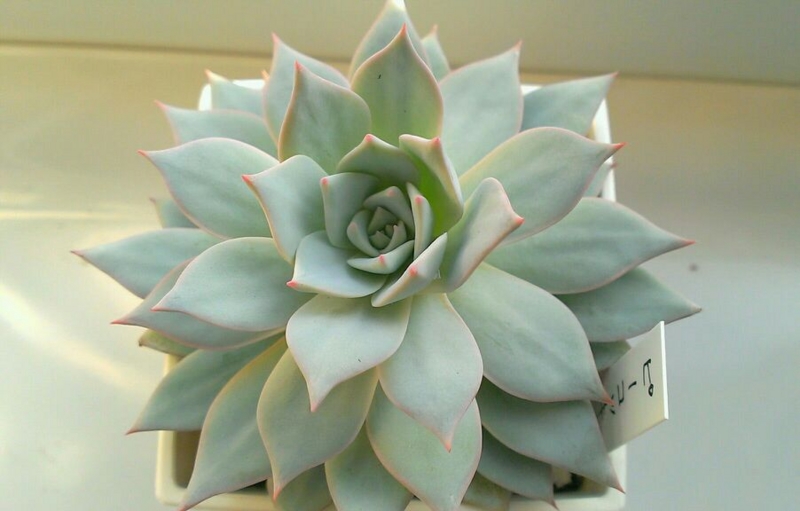 f:id:amaterasu1260:20131101171001j:plain f:id:amaterasu1260:20131101171001j:plain