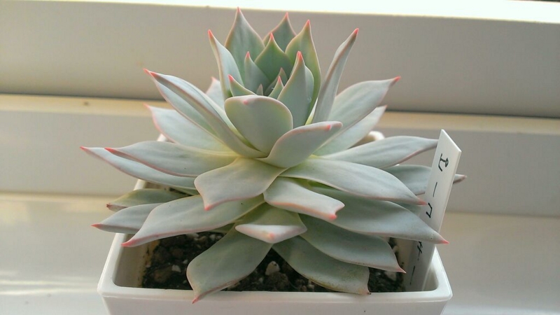 f:id:amaterasu1260:20131101171030j:plain f:id:amaterasu1260:20131101171030j:plain