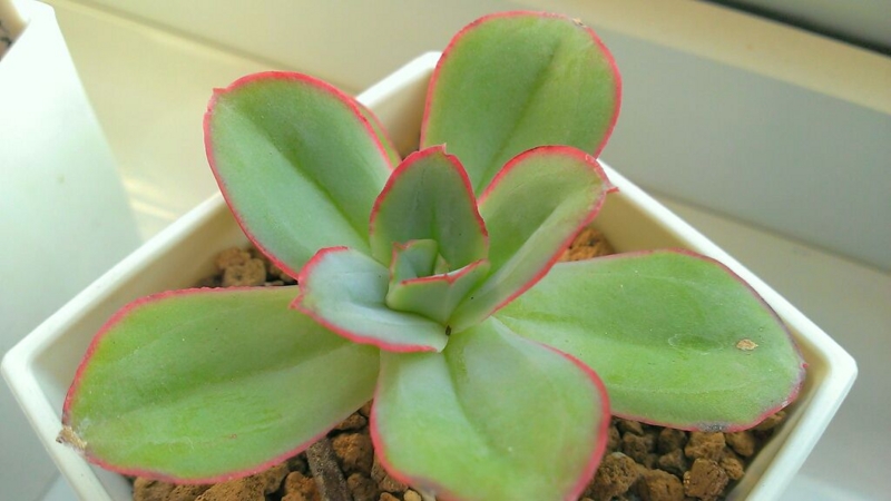 f:id:amaterasu1260:20131101171958j:plain f:id:amaterasu1260:20131101171958j:plain