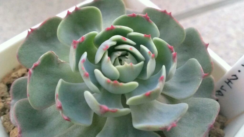 f:id:amaterasu1260:20131106170404j:plain f:id:amaterasu1260:20131106170404j:plain