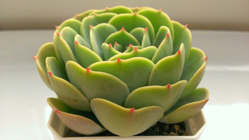 f:id:amaterasu1260:20140217131954j:plain