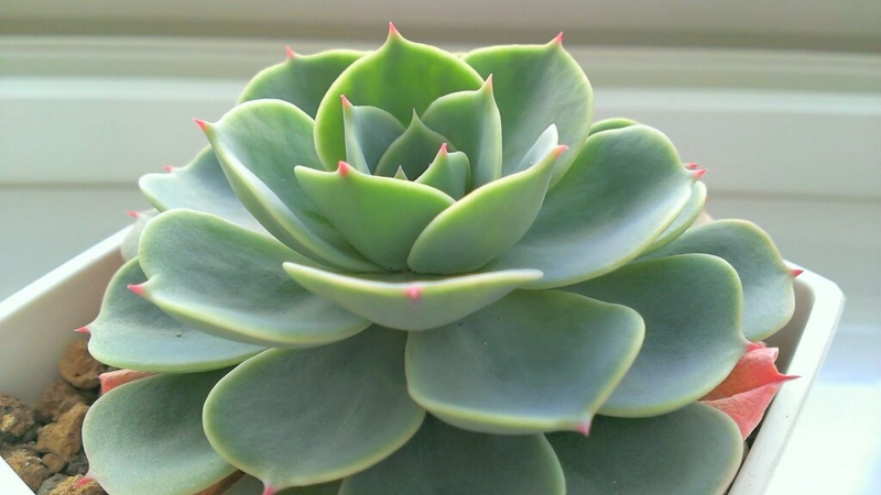 f:id:amaterasu1260:20140217132430j:plain