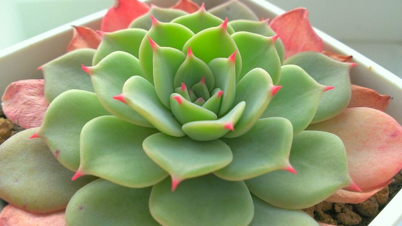 f:id:amaterasu1260:20140217132534j:plain