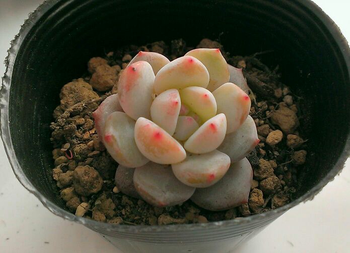 f:id:amaterasu1260:20140219121011j:plain f:id:amaterasu1260:20140219121011j:plain