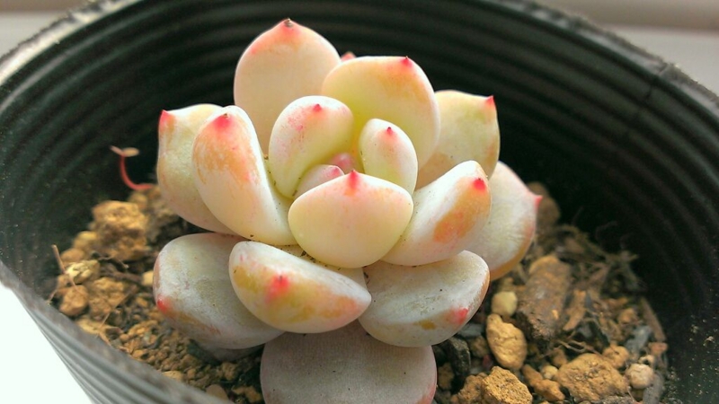 f:id:amaterasu1260:20140219121115j:plain f:id:amaterasu1260:20140219121115j:plain