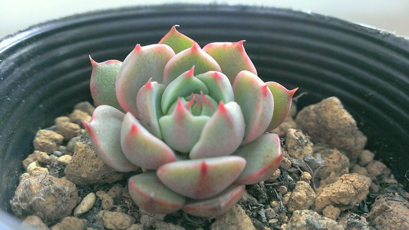 f:id:amaterasu1260:20140219121423j:plain f:id:amaterasu1260:20140219121423j:plain