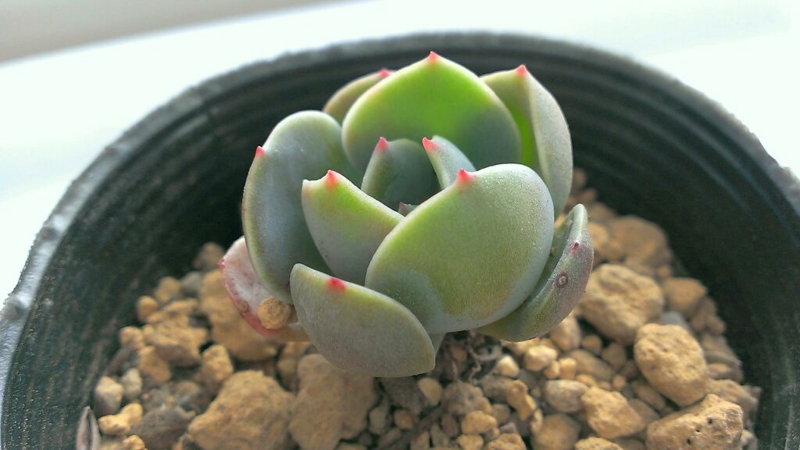 f:id:amaterasu1260:20140219121633j:plain f:id:amaterasu1260:20140219121633j:plain