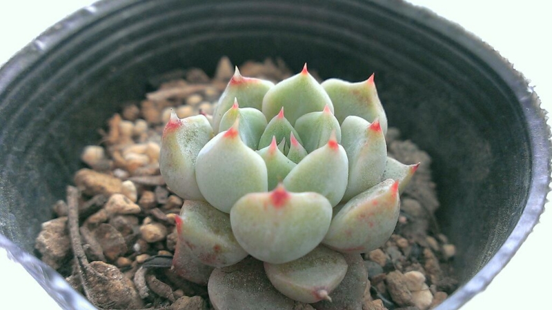 f:id:amaterasu1260:20140219121733j:plain f:id:amaterasu1260:20140219121733j:plain