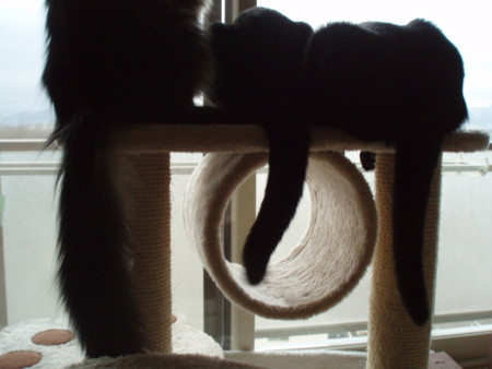 f:id:amazoo:20101211071023j:image f:id:amazoo:20101211071023j:image