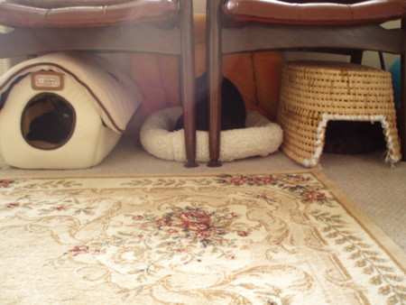 f:id:amazoo:20101224110121j:image f:id:amazoo:20101224110121j:image
