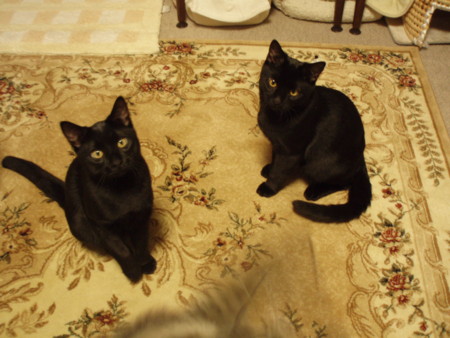 f:id:amazoo:20110113204055j:image f:id:amazoo:20110113204055j:image