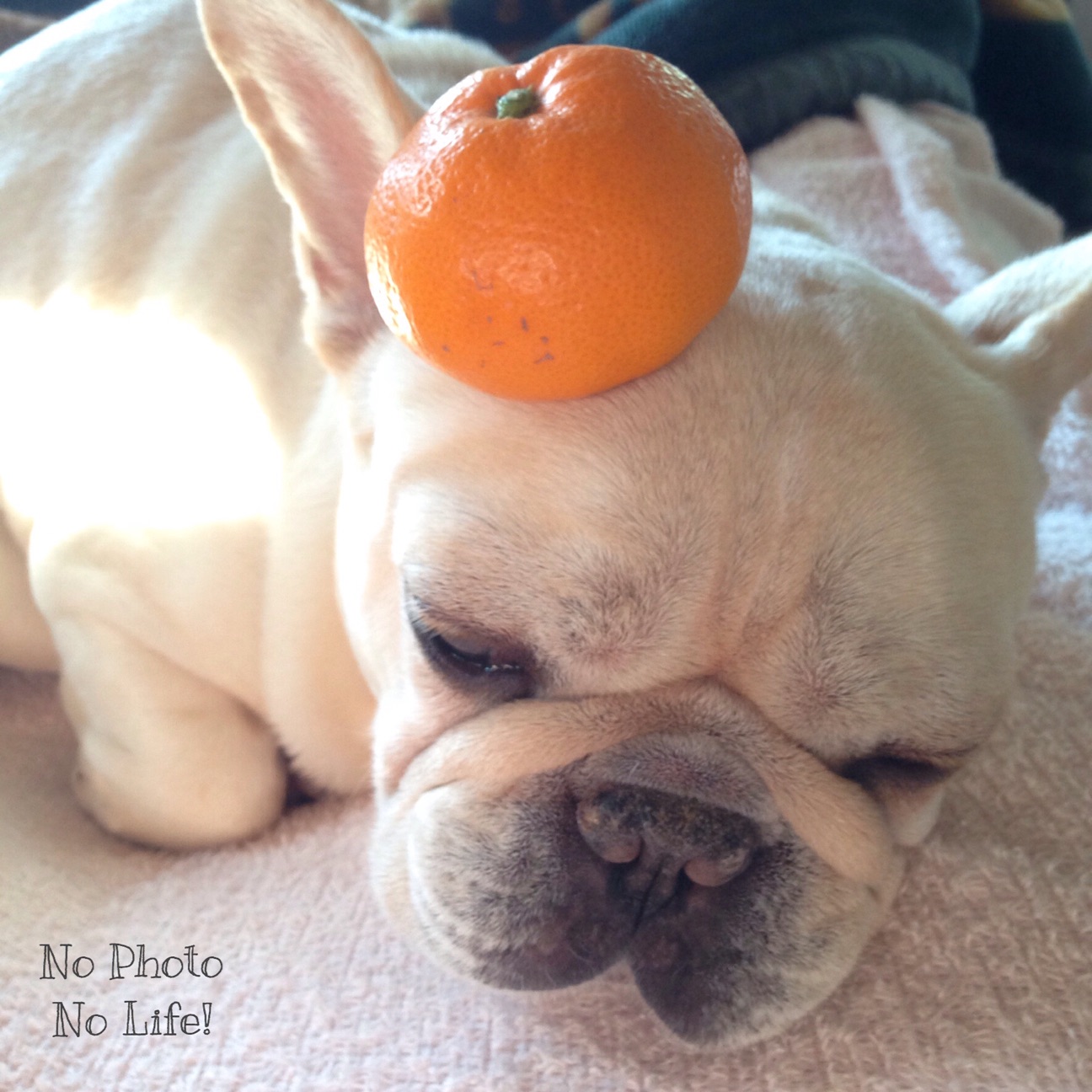 f:id:amelie43:20150111225804j:plain f:id:amelie43:20150111225804j:plain