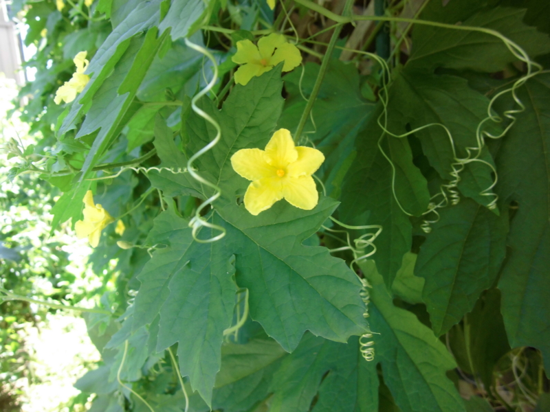 f:id:amenomorino:20140821110036j:plain f:id:amenomorino:20140821110036j:plain