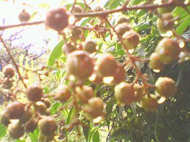 f:id:amenomorino:20140821110600j:plain f:id:amenomorino:20140821110600j:plain